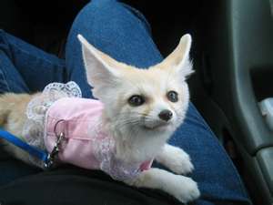 Tica registered fennec fox,kinkajou and spotted Genet for sale
