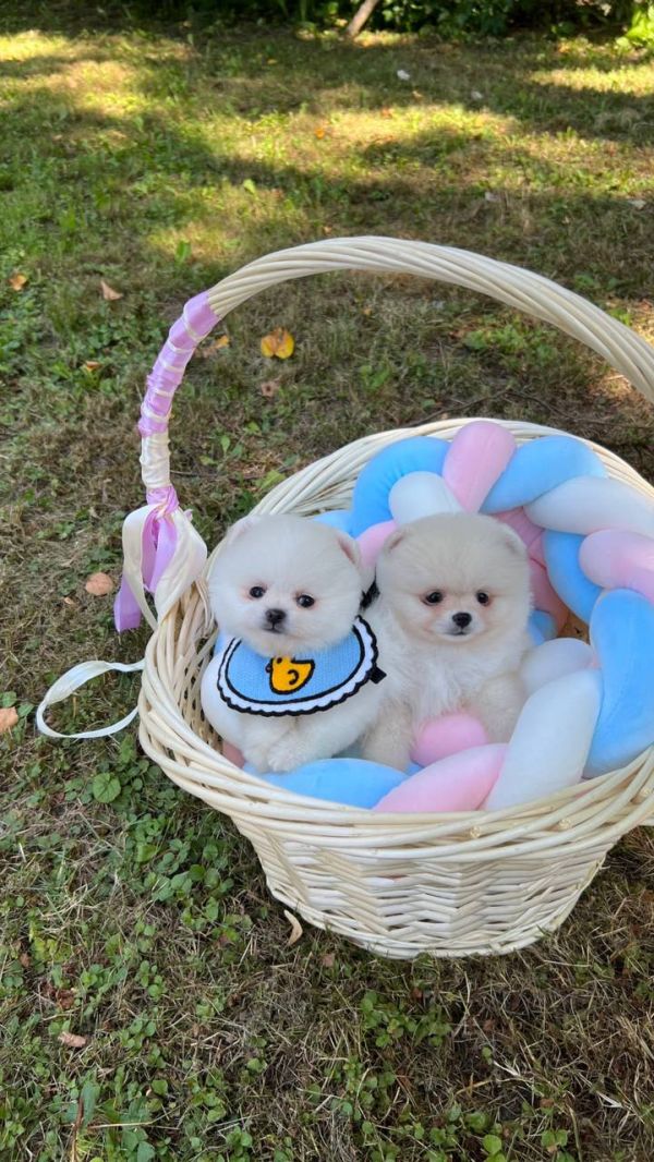 Kc Registered Toy White Pomeranians