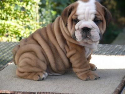 AFFECTIONATE ENGLISH BULLDOG PUPPIES, FOR ADOPTION,