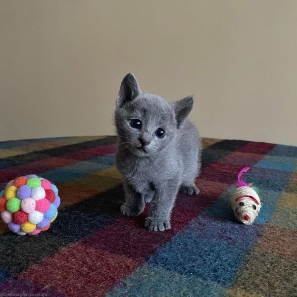 Russia Blue Kittens For Sale