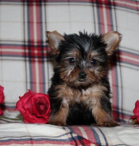 Two Teacup Yorkie Puppies Needs a New Family