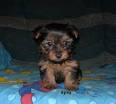 Two gorgeous Yorkie puppies for adoption, Male and Female.