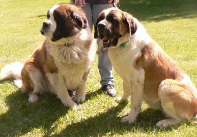 Beautiful AKC registered St. Bernard puppies available.