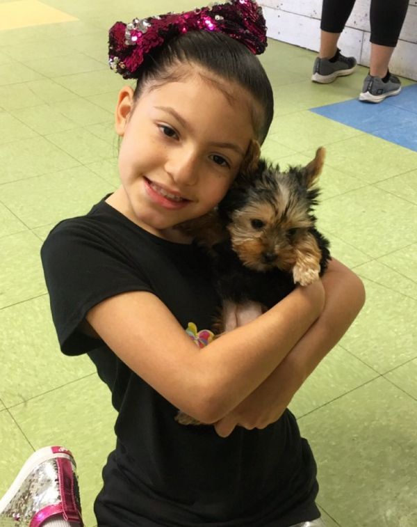 Purebred tiny teacup Yorkie puppies. 