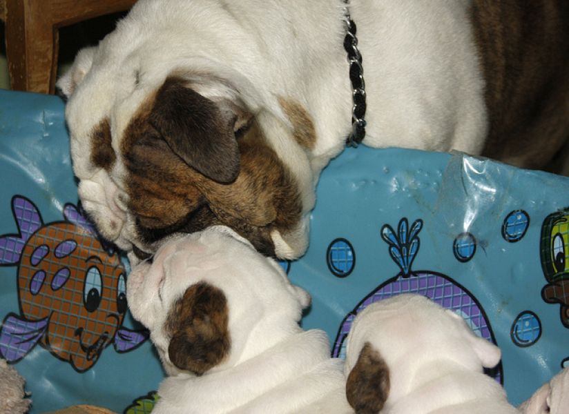  English Bulldog Puppies Available