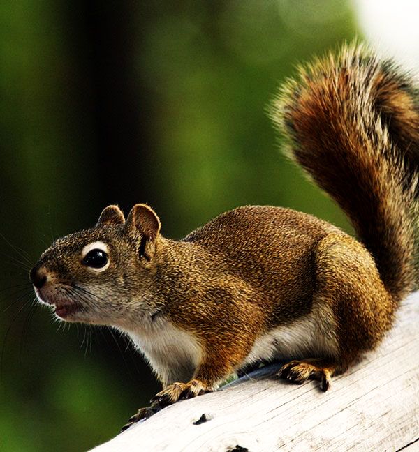 Wildlife Removal