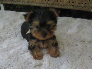 AKC  Teacup Yorkie Puppies for good home
