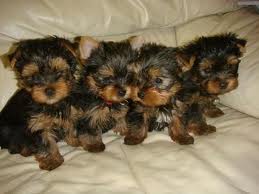 Yorkie puppies for xmas adoption