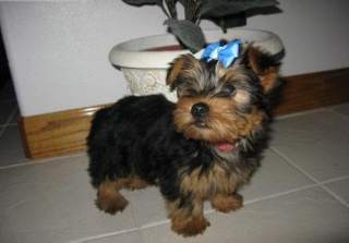 Out Standing Cute male and female and Akc Register Yorkie Puppies