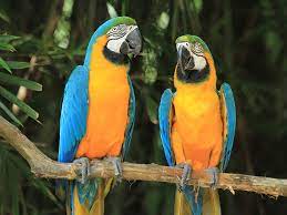 Blue and Gold Macaw for sale