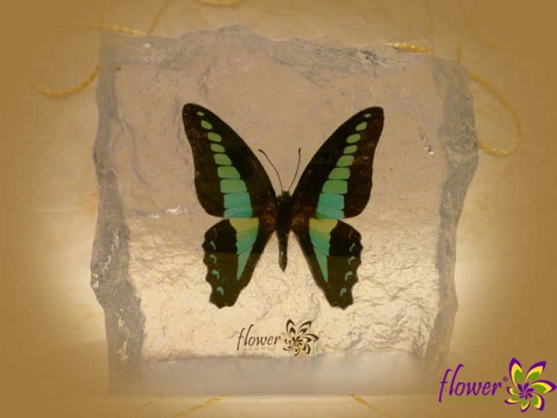Get Real Butterfly in Resin at Flower-Secret
