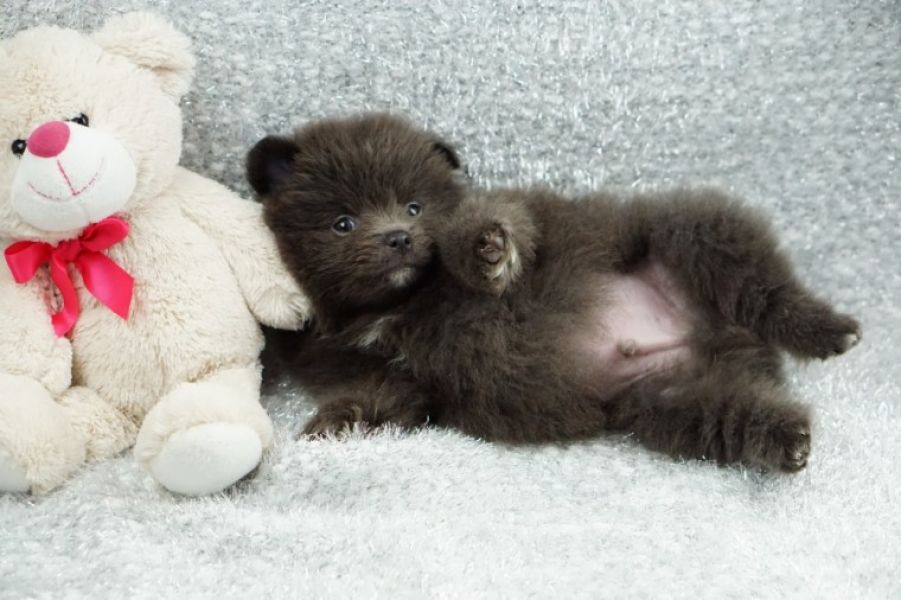 Teacup Pomeranian Puppies Available (719) 982-8517