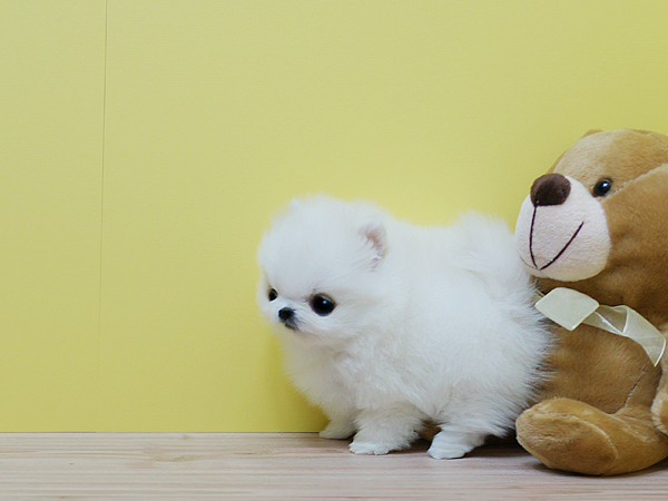 Charming T-cup Pomeranian puppies for sale 