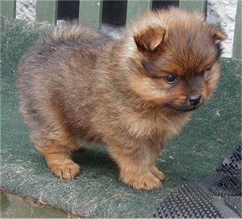 pomeranian puppies for sale in new mexico new litter of pomeranian puppies for sale pomeranian puppies for sale in new mexico new litter of pomeranian puppies for sale