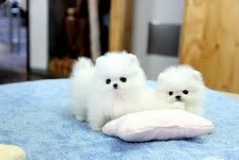 Teacup Pomeranian Puppies for Sale