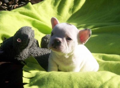 !♥ ♥ Outstanding and cute ♥ ♥ French Bulldog Puppies Available ♥ ϖ