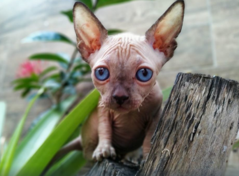 Sphynx Kittens for sale