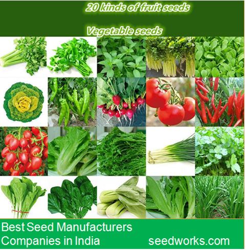 Vegetable Seeds Manufacturers in India