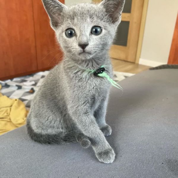 Russia Blue Kittens For Sale