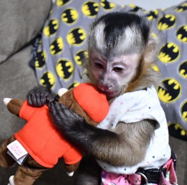 Well trained baby capuchin monkeys