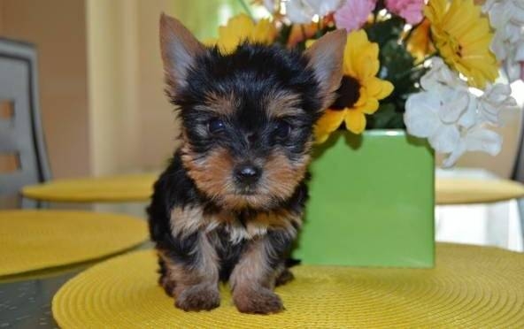 Perfect Size Tiny Yorkie Puppies