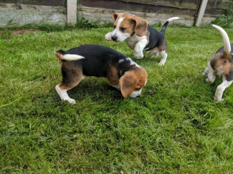 Beagle puppies looking for a new home