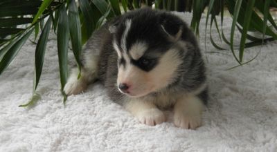 Siberian Husky Puppies