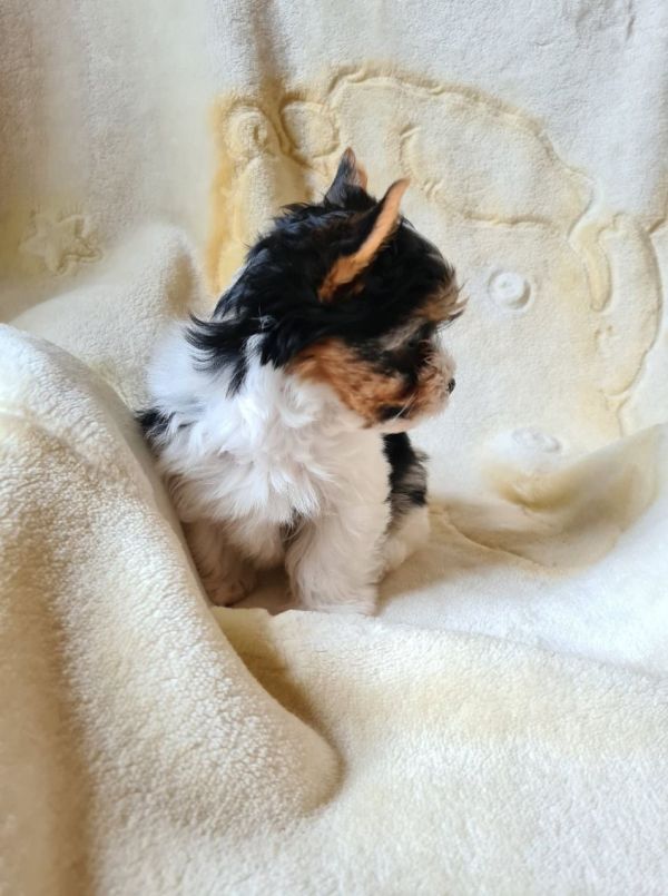 Cute Yorkie puppies