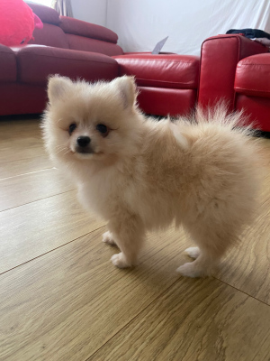 Pomeranian Puppies Available