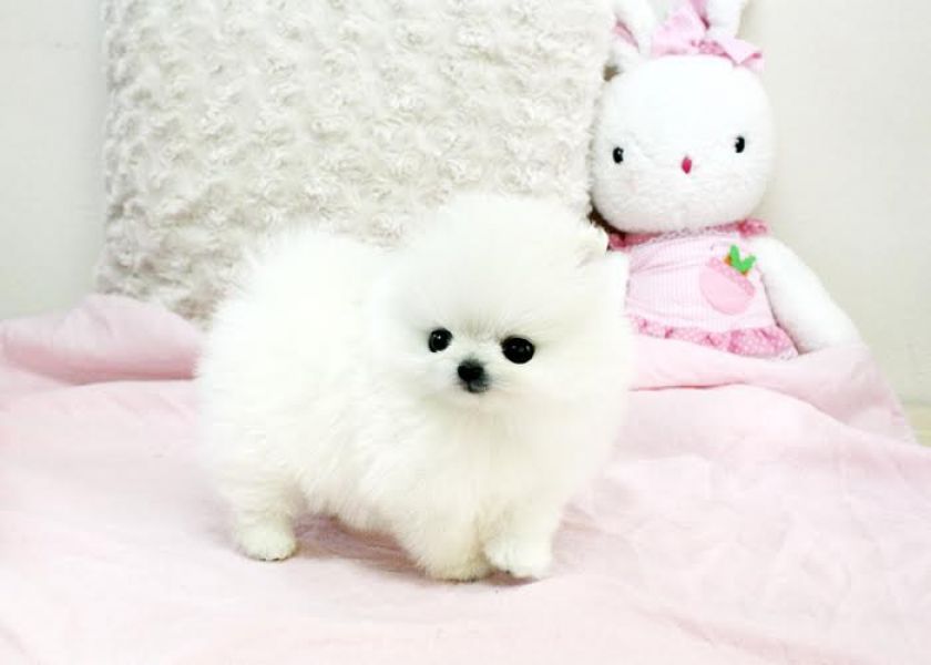 Teacup Pomeranian Puppies Available (719) 982-8517