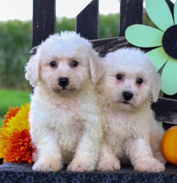 Adorable male and female Bichon frise puppies