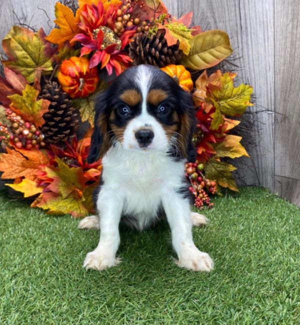 Cavalier King Charles Spaniel Puppies For Sale