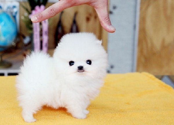 Trained  Male  and Female Pomeranian Puppies available
