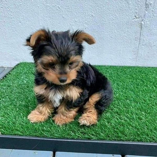 Healthy Yorkie puppies