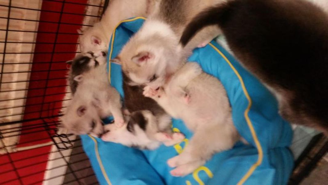 Cute husky puppies