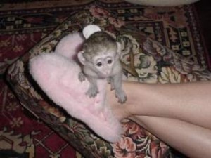 Male & Female Babies Capuchin,Marmoset, Squirrel & Spider monkeys for free adoption