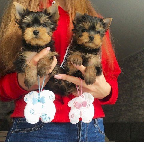 Charming Teacup Yorkie puppies for sale