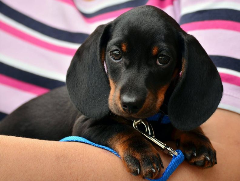 Cute Dachshund puppies For Sale