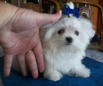 AKC Tiny Puppies @ debbiesdoggies.com