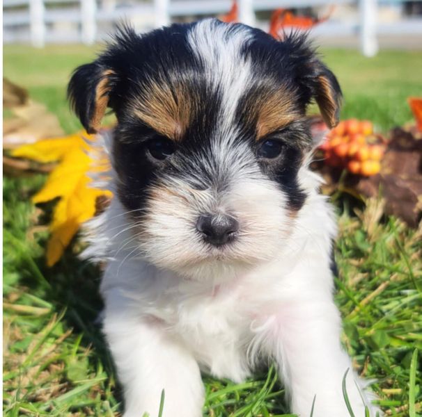 Yorkie Puppies For Sale Near Me 
