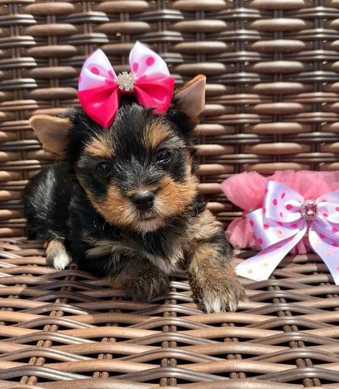 Yorkie Puppies available .971-318-3477