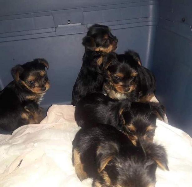 Nice Yorkie puppies