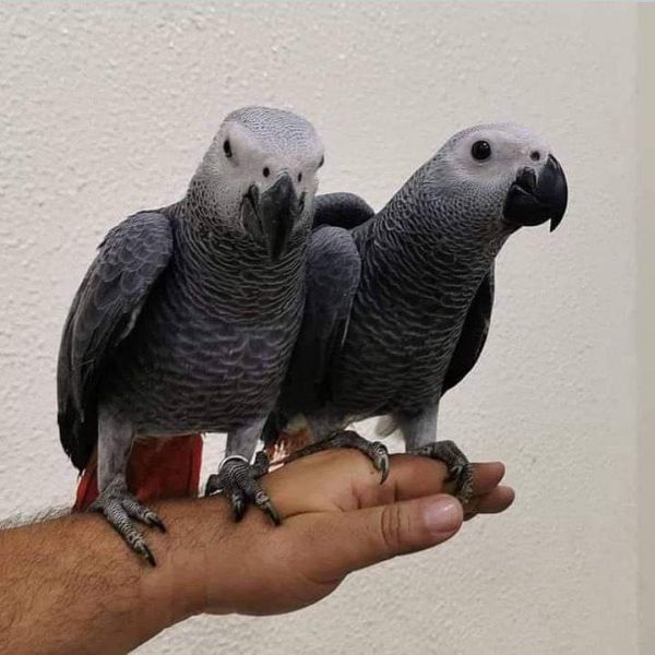 Speaking African Grey Parrots 