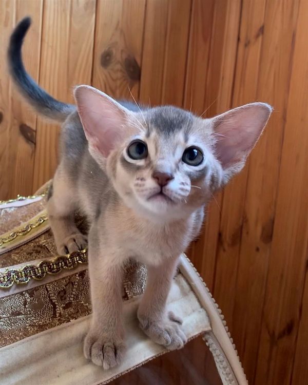 Abyssinian Kittens For Sale