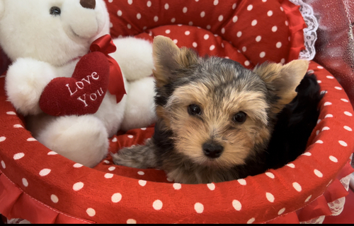 Super adorable Yorkie Puppies