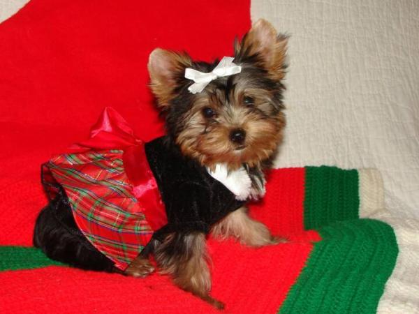 Beautiful Yorkie Puppiesfor free adoption