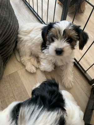 Yorkie Puppies Available