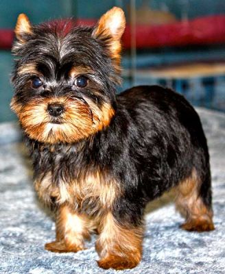 2AKC/CKC registered yorkire puppies for adopt