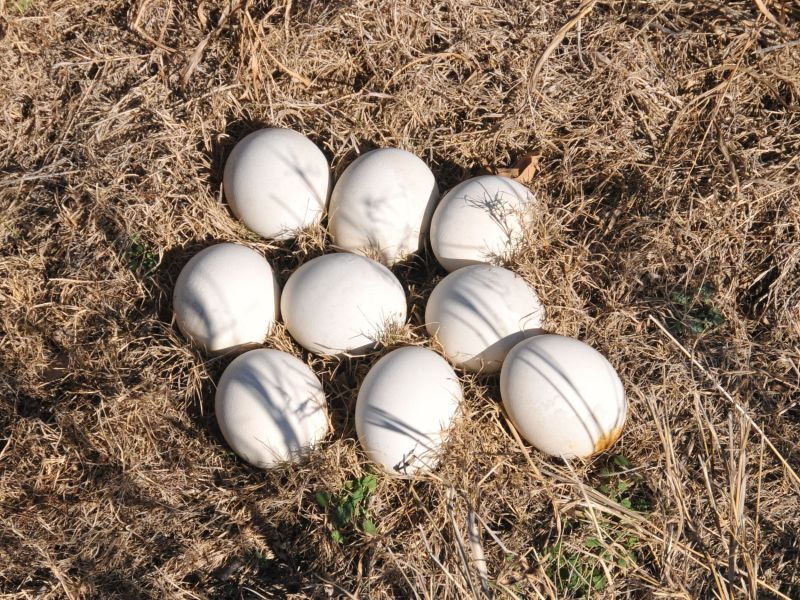 Parrots of various species and their fertile eggs for sale