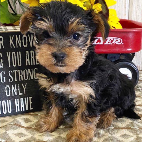 Yorkie Puppies For Sale